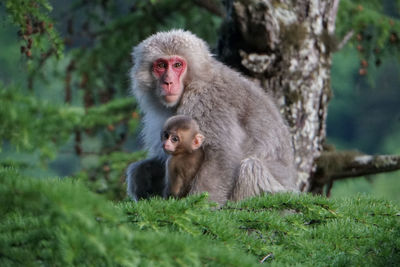 Portrait of monkey with infant relaxing on tree