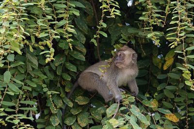 Plants growing on land