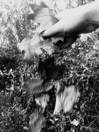 Close-up of hand feeding horse