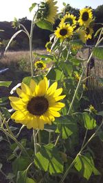 Close-up of yellow flowers blooming in field