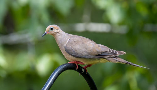 Close-up of bird perching on a tree