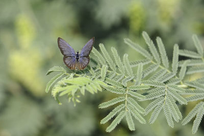 Close-up of butterfly on plant