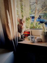 Cat on window sill