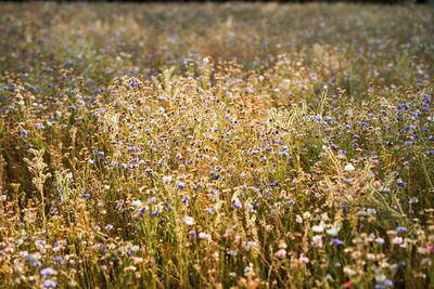 Close-up of purple wildflowers growing on field