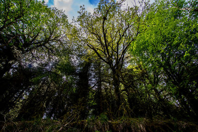 Low angle view of trees in forest against sky