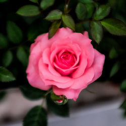 Close-up of pink rose blooming outdoors