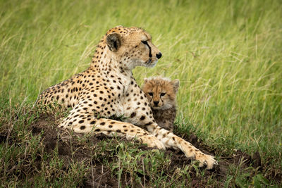 Cheetah family walking on field