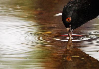 Reflection of trees in water