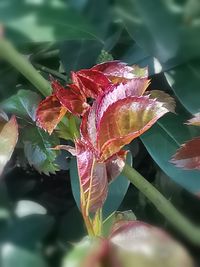 Close-up of raindrops on plant leaves
