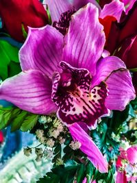 Close-up of pink flowers blooming outdoors