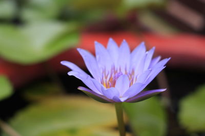 Close-up of purple water lily