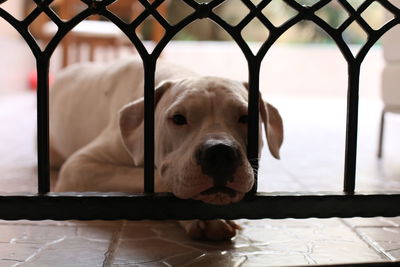 Close-up portrait of a dog looking through metal fence