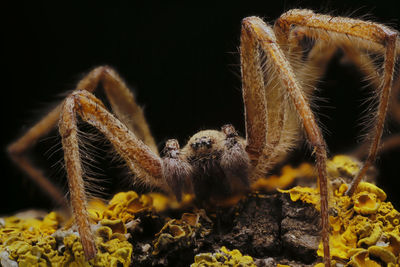 Close-up of insect on rock