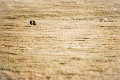 View of a bird on field