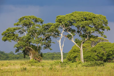 Trees on field against sky