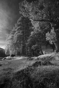 Trees in park