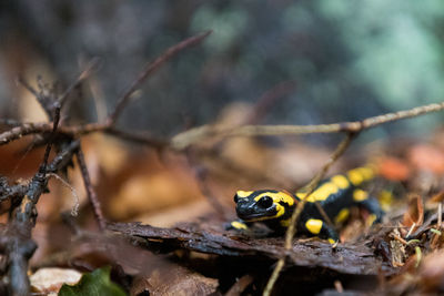 Portrait of a single fire salamander