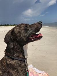 Close-up of a dog on beach