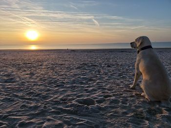 Dog at beach during sunset