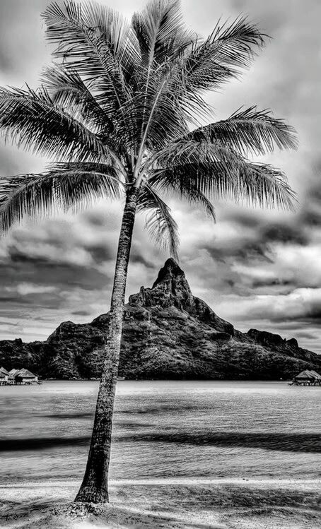 sky, palm tree, sea, tree, beach, tranquility, tranquil scene, water, scenics, beauty in nature, nature, cloud - sky, shore, tree trunk, sand, cloud, mountain, idyllic, rock - object, growth