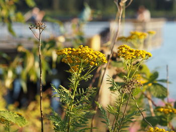 Close-up of yellow flowering plant