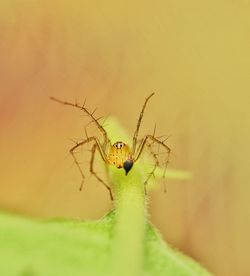 Close-up of insect