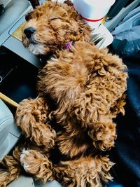 Little zuri in the car sleeping on our way to the beach