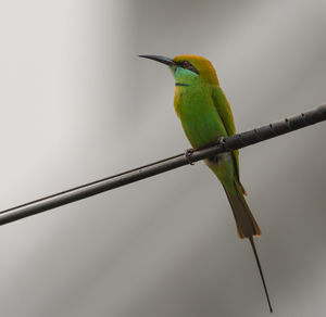 Green bird perching on cable against sky