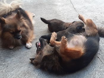 High angle view of dogs