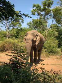 Full length of elephant in a forest
