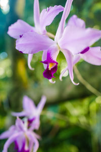 Close-up of pink flowering plant