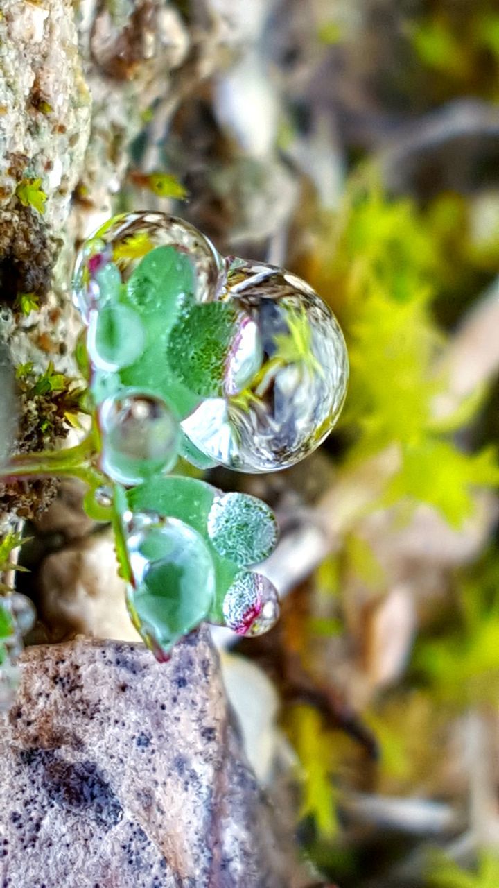 CLOSE UP OF PLANT