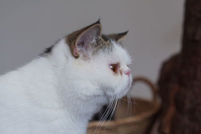 Close-up of cat looking away