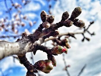 Low angle view of flower tree against sky