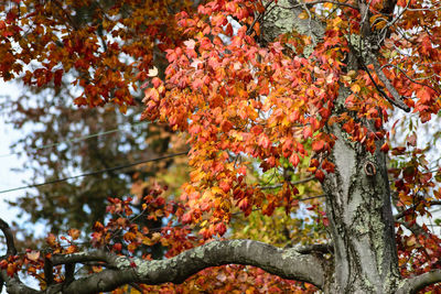 Low angle view of maple tree