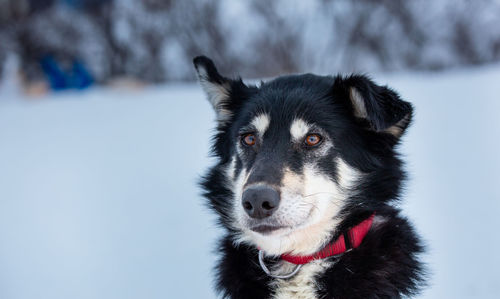 Close-up portrait of dog during winter