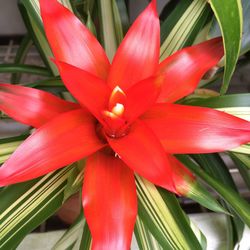 Close-up of red flower