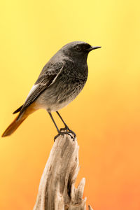 Close-up of bird perching on wooden post