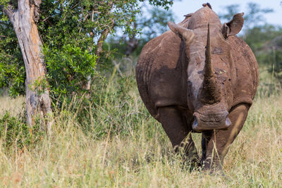 Close-up of rhinoceros grazing on landscape against sky