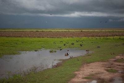 Birds on field by lake against sky