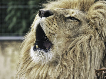 Close-up of an animal looking away