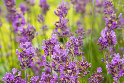 Close-up of purple flowers