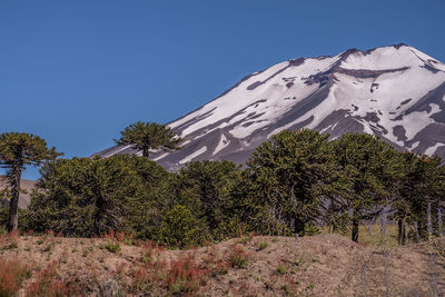 Low angle view of snowcapped mountain against clear blue sky