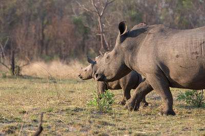 Side view of rhinoceroses walking on field