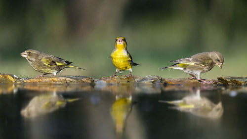 Birds perching on a bird