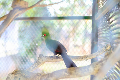 Bird perching on metal fence in zoo