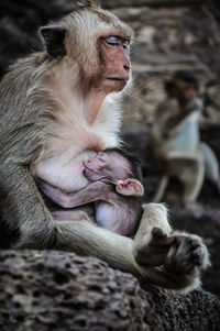 Monkey sitting on a looking away