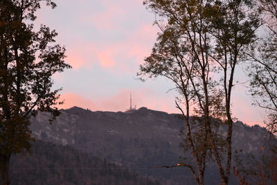 Low angle view of silhouette trees against sky