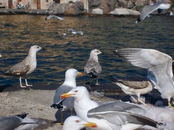 Seagulls on beach