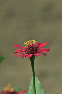 Close-up of pink flower